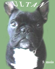 Sultan 5mois