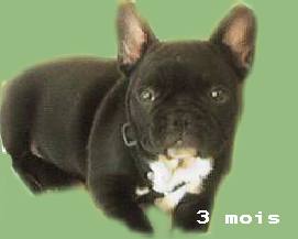 Sultan 3mois